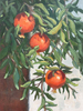 Eyre Hall Persimmons
